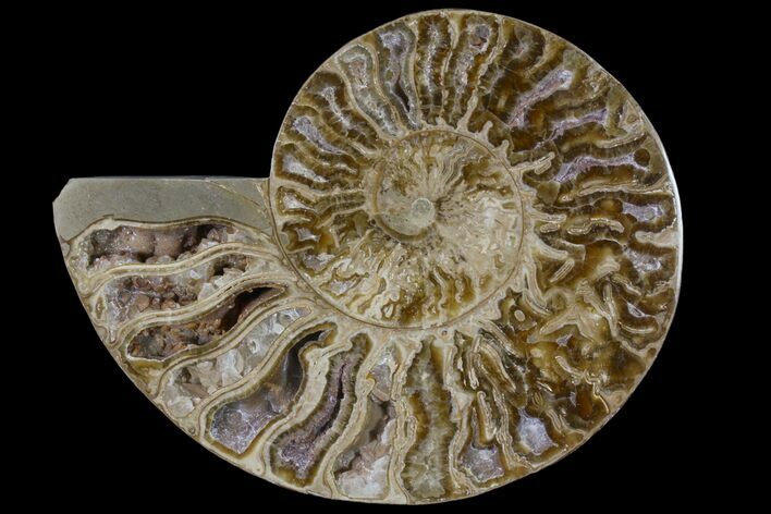 Choffaticeras (Daisy Flower) Ammonite Half - Madagascar #86769